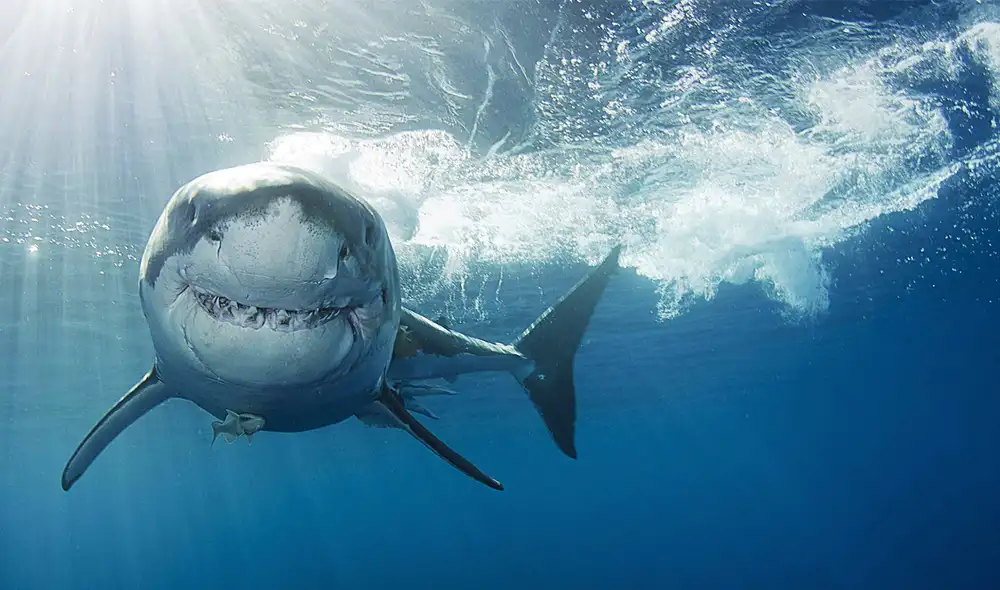 Un hombre en Australia sobrevivió al ataque de un tiburón blanco. Foto: istock