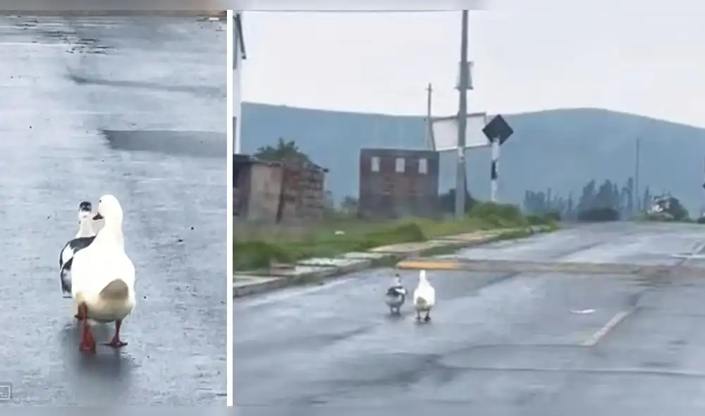 Patitos caminaban lentamente por pista arequipeña. Foto: captura TikTok Patitos caminaban lentamente por pista arequipeña. Foto: captura TikTok