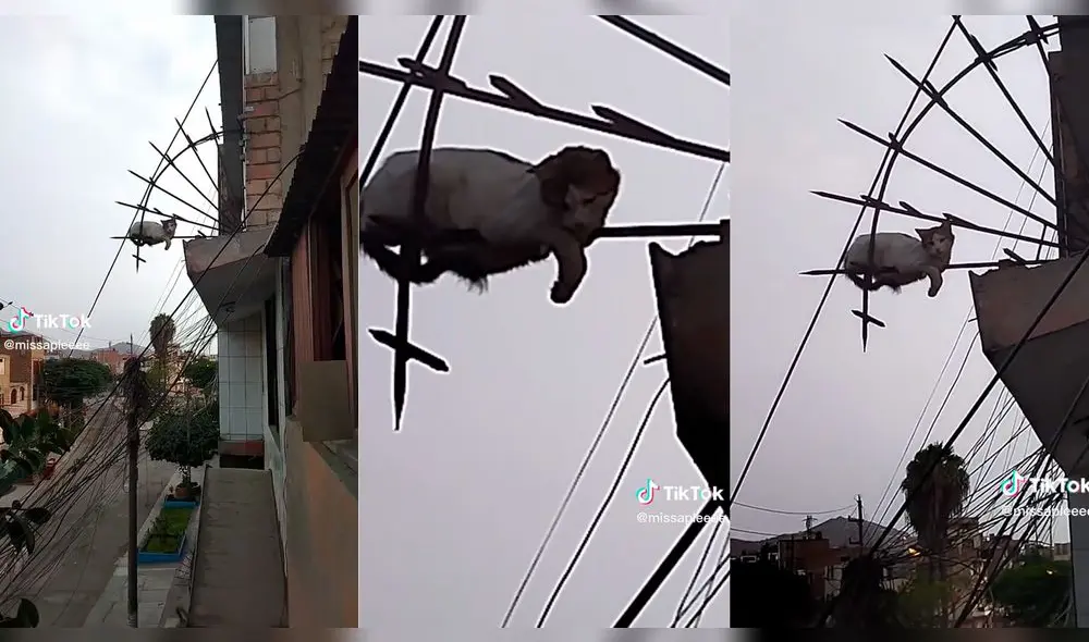 El video superó las 251.200 reproducciones. Foto: composición Lol/captura de TikTok/@MissApleeee El video superó las 251.200 reproducciones. Foto: composición Lol/captura de TikTok/@MissApleeee