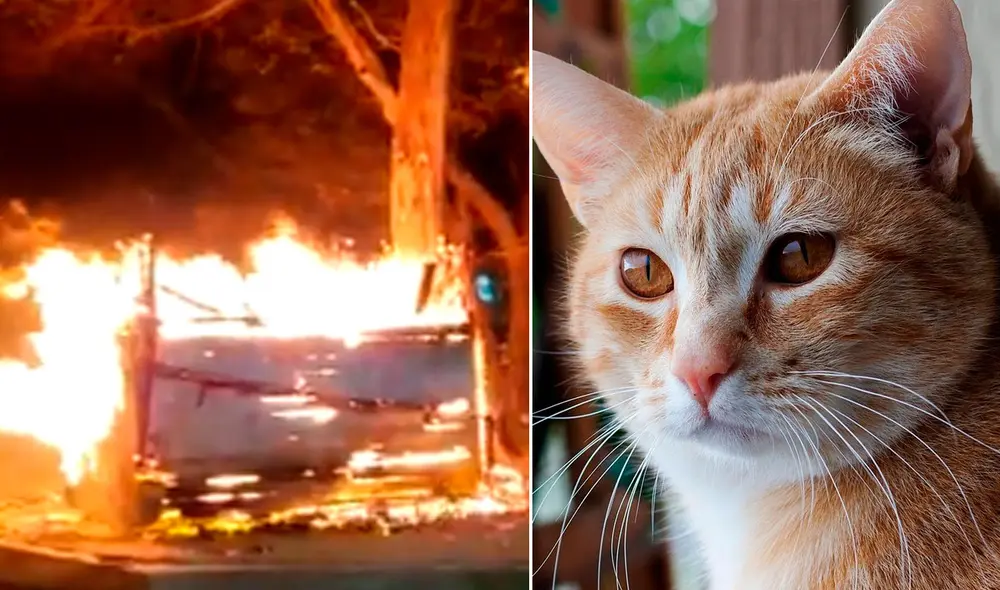 Los felinos se encontraban durmiendo cuando fueron sorprendidos por las llamas que se apoderaron de todo su pequeño albergue. Foto: captura de Twitter @AnaKaCasta Los felinos se encontraban durmiendo cuando fueron sorprendidos por las llamas que se apoderaron de todo su pequeño albergue. Foto: captura de Twitter @AnaKaCasta