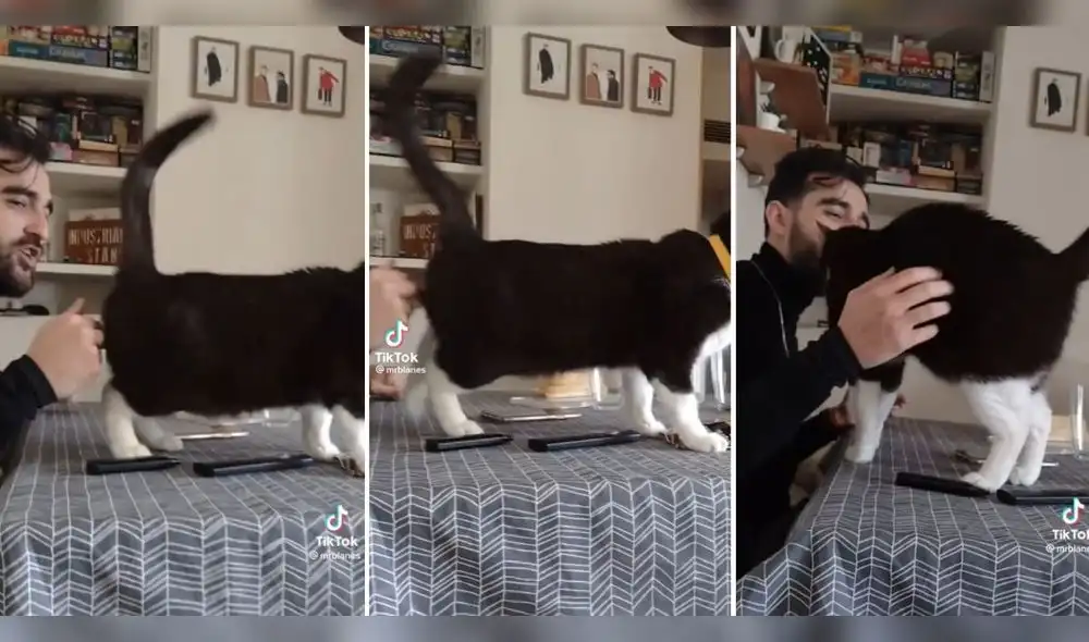 Felino baila flamenco y roba corazones de miles. Foto: captura de TikTok