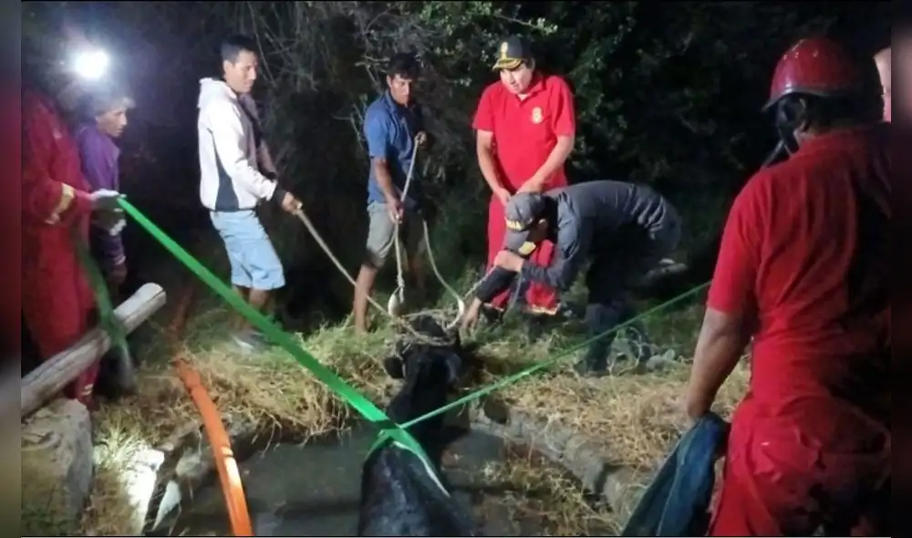Tras el rescate de Niña Bonita, la población de Nuevo Chimbote espera que sobreviva.  Foto: rsd