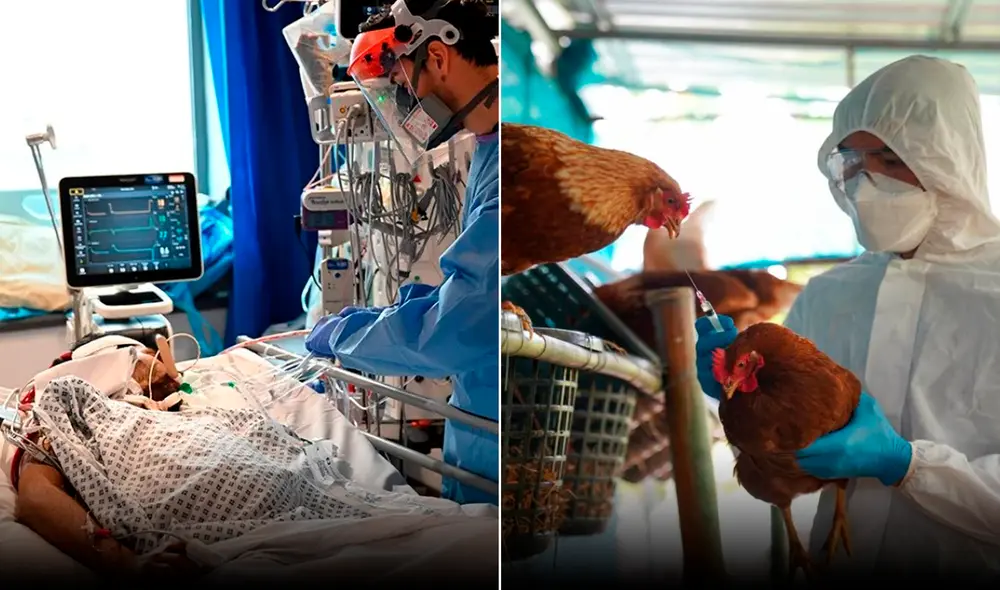 La OMS destaca que el riesgo de propagación sostenida entre humanos a niveles regional, nacional e internacional es bajo. Foto: composición LR / EFE La OMS destaca que el riesgo de propagación sostenida entre humanos a niveles regional, nacional e internacional es bajo. Foto: composición LR / EFE