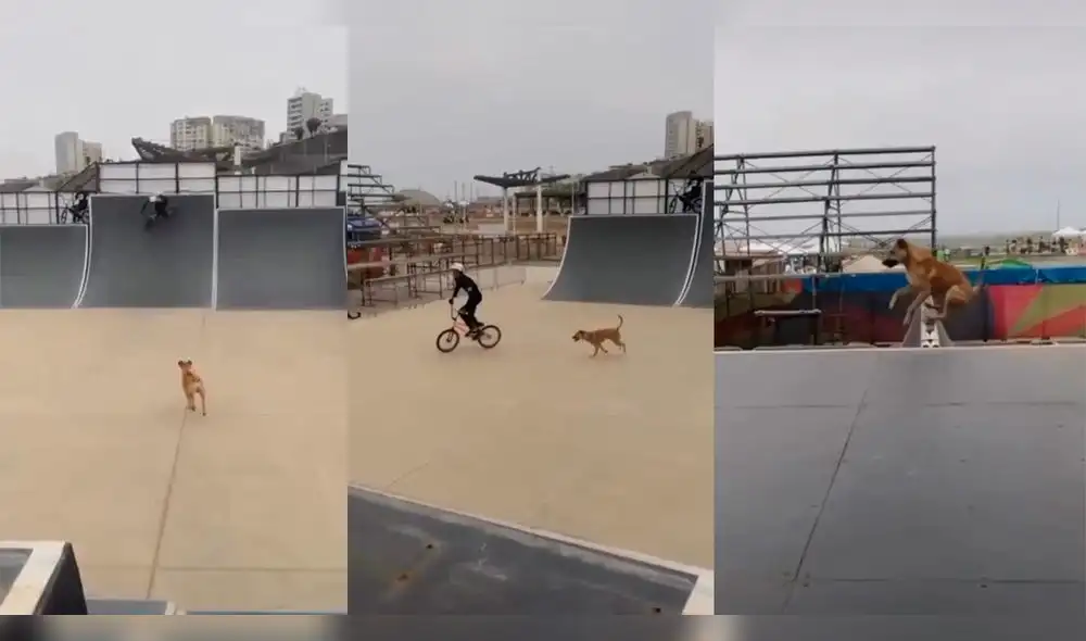 Perrito hace saltos curiosos en pista de deporte extremo y saca sonrisas a más de uno. Foto: composición GLR/Captura de Instagram/dog.ahoyy/