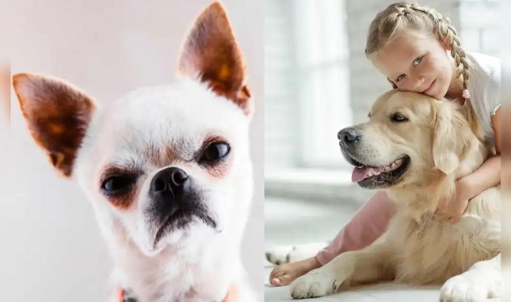 Los perros tienden a cambiar de estado de ánimo según las personas que los rodean | Foto: Composición GLR/CNN Chile/¡Hola!