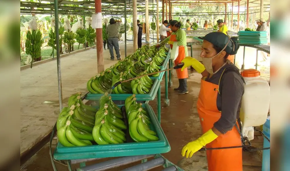 Nuevas tendencias globales en el consumo de alimentos. Foto: Andina