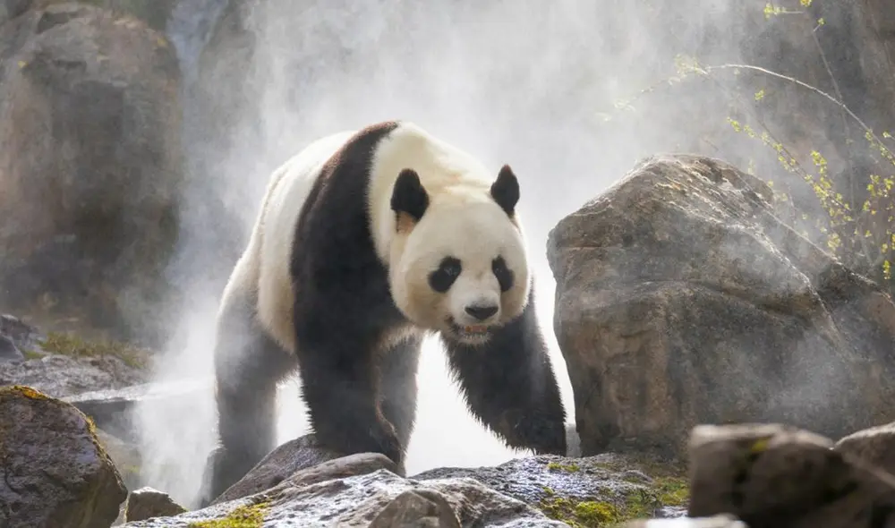 El panda gigante hervíboro s el único oso existente en su propio género y especie, pero perteneció a una familia diversa hace millones de años. Foto: earth.com El panda gigante hervíboro s el único oso existente en su propio género y especie, pero perteneció a una familia diversa hace millones de años. Foto: earth.com