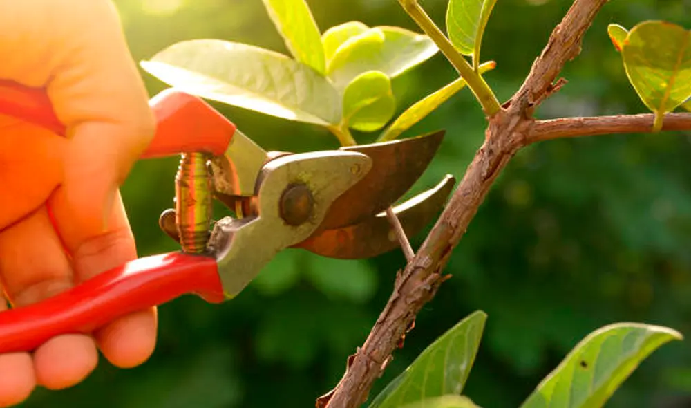 Los científicos sometieron a las plantas a situaciones estresantes como el corte de sus tallos o deshidratación. Foto: Pexels/referencial
