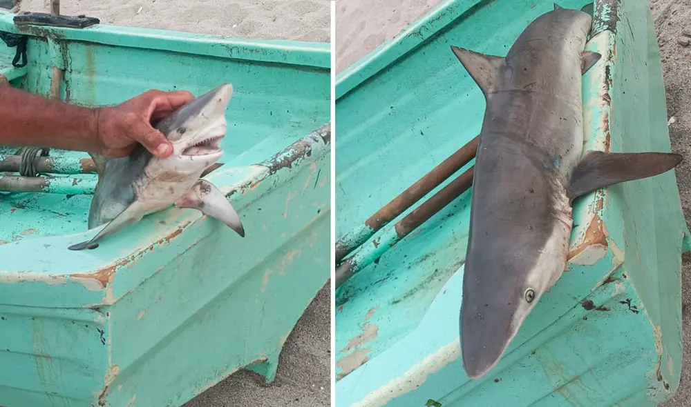 Hasta el momento, ha sido la única especie de este tipo hallada en Punta Hermosa. Foto: difusión Hasta el momento, ha sido la única especie de este tipo hallada en Punta Hermosa. Foto: difusión