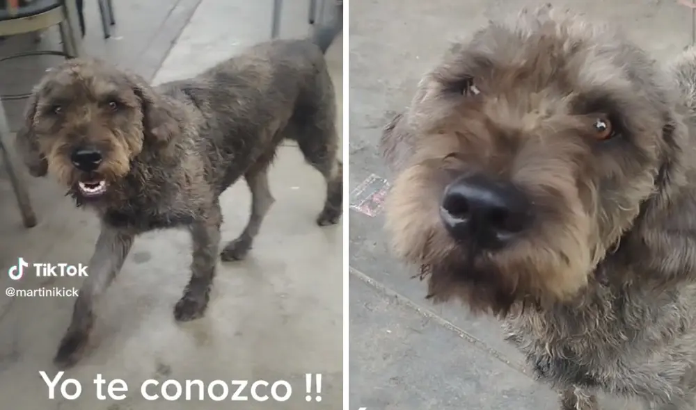 Un perro parecido al del "Narrador de cuentos" se hizo viral en TikTok. Foto: composición LR/TikTok. Video: TikTok/martinikick Un perro parecido al del "Narrador de cuentos" se hizo viral en TikTok. Foto: composición LR/TikTok. Video: TikTok/martinikick