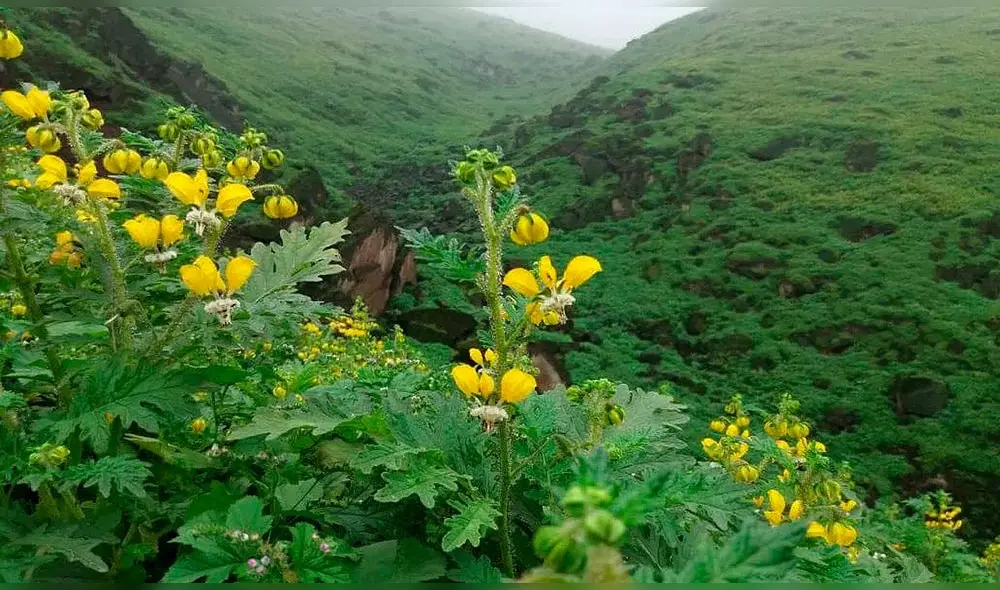 Lomas en Lima no serán excluidas de lista de ecosistemas frágiles. Foto: SPDA