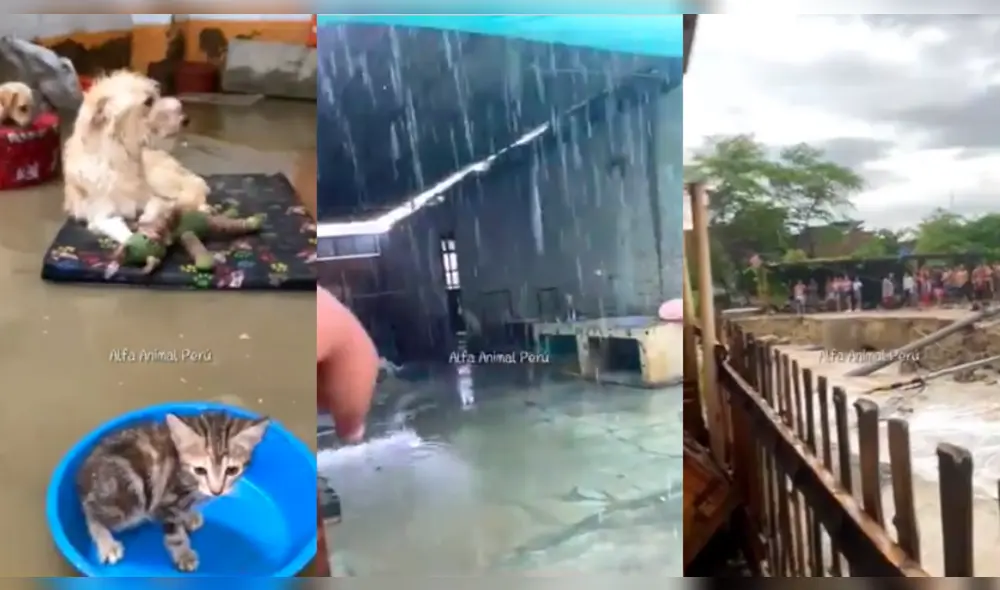 Animales afectados por las lluvias en Piura. Foto: Alfa Animal Perú - Video: Alfa Animal Perú Animales afectados por las lluvias en Piura. Foto: Alfa Animal Perú - Video: Alfa Animal Perú
