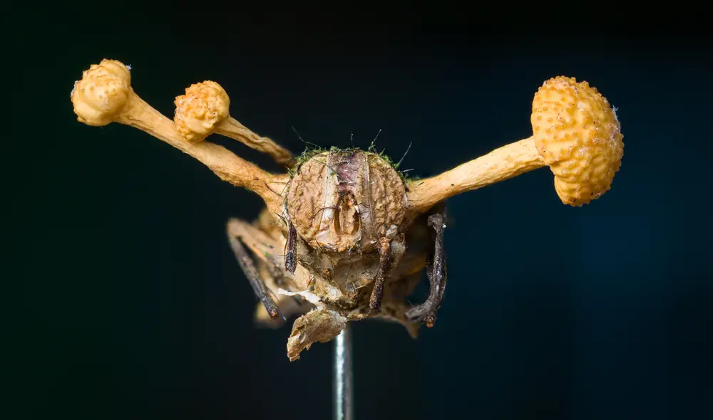 Cadáver de una mosca infectada por el hongo zombi ophiocordyceps. Foto: Adobe Stock / Daniel Newman
