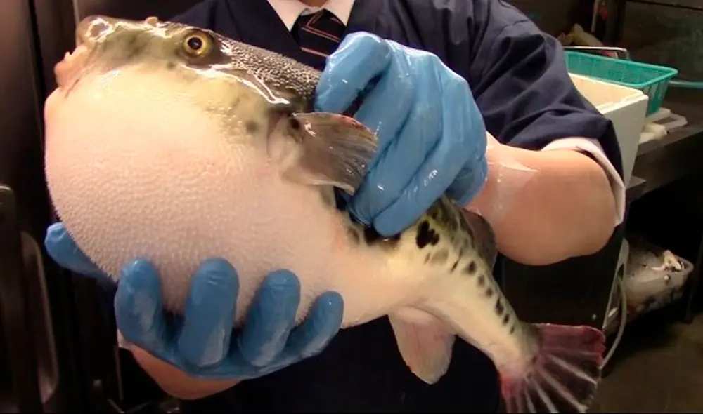 El pez globo o más conocido como “pez muslo” en China tiene toxinas que para ser consumido se necesita de “especialistas” para limpiarlo y cocinarlo. Foto: captura de YouTube