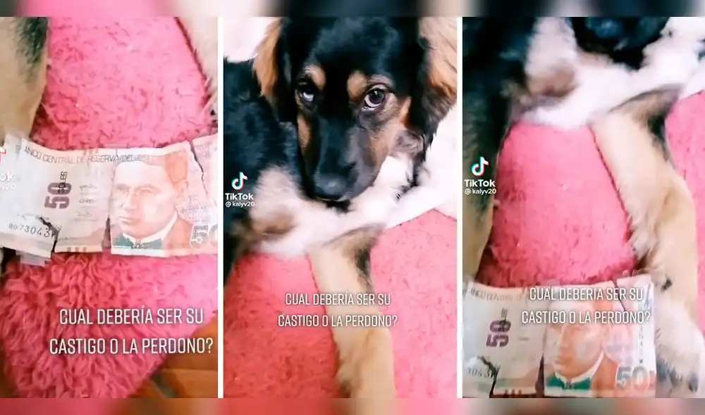 Perrita enternece en redes sociales y usuarios piden que no la castiguen. Foto: composición LR/ captura de TikTok/@kalyv20 Perrita enternece en redes sociales y usuarios piden que no la castiguen. Foto: composición LR/ captura de TikTok/@kalyv20