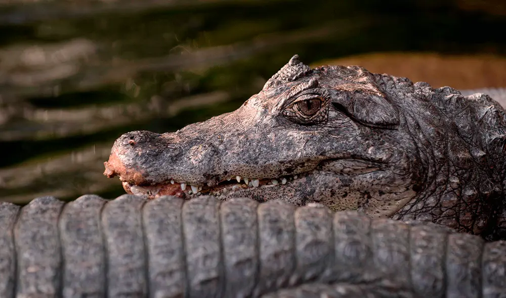 Para rescatar el cadáver del menor tuvieron que sacrificar al caimán. Foto: @subrayado / Twitter Para rescatar el cadáver del menor tuvieron que sacrificar al caimán. Foto: @subrayado / Twitter