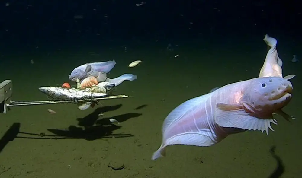 Peces caracoles filmados a más de 8.000 metros de profundidad. Foto: UWA Peces caracoles filmados a más de 8.000 metros de profundidad. Foto: UWA