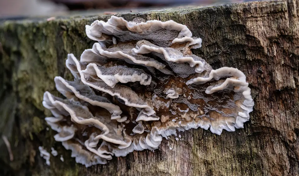 El hongo Chondrostereum purpureum infecta una gran variedad de árboles frutales. Foto: Adobe Stock