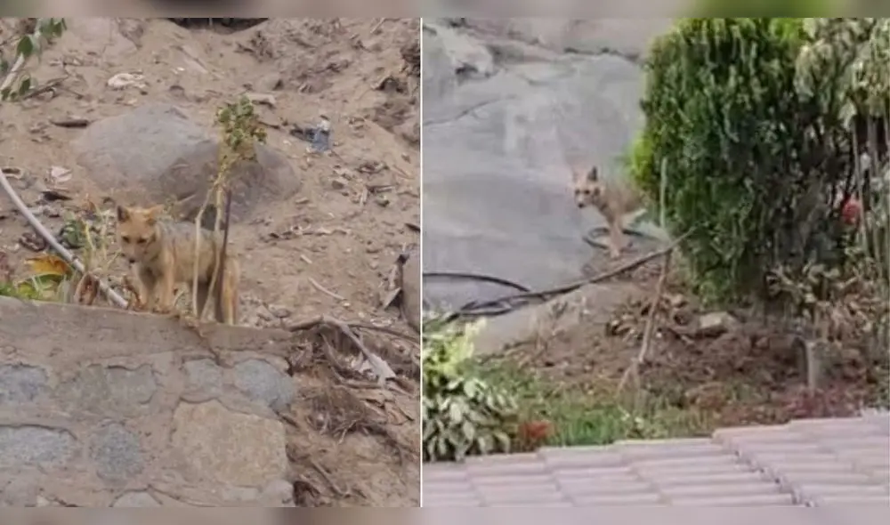 Zorro es captado en cerro Puruchuco. Foto: composición LR/La República/archivo