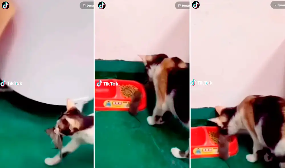 Usuarios en redes sociales no podían creer el accionar del gatito. Foto: composición de LR/TikTok/@Gint133