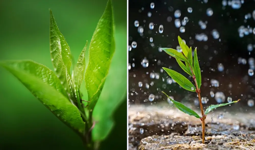 Las plantas y su relación con la lluvia. Foto: composición LR/Freepik
