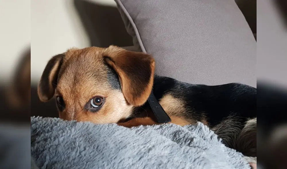 La aceptación de mascotas en los pisos de alquiler resulta una barrera. Foto: Pexels