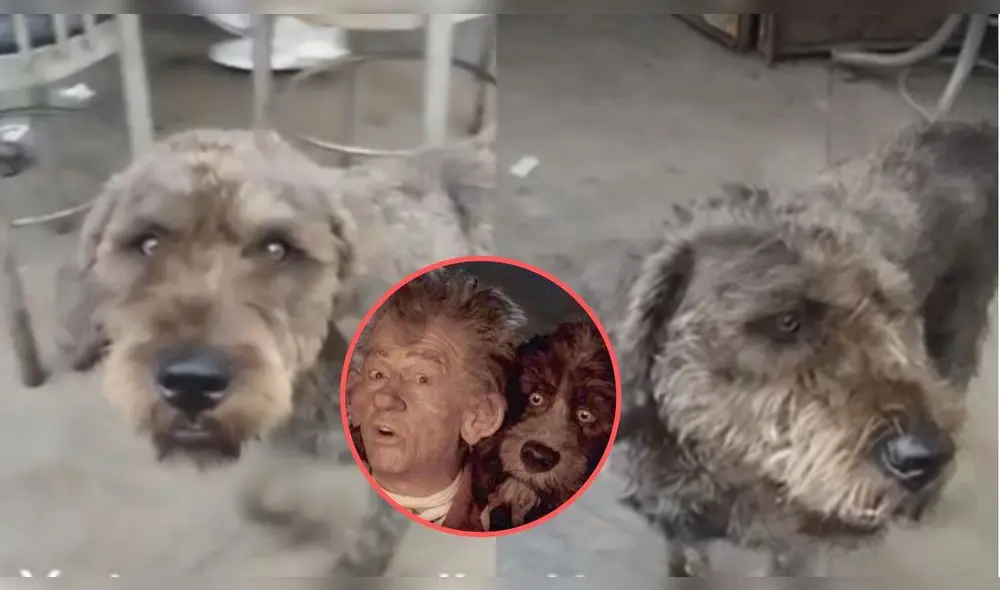 Los usuarios resaltaron el parecido del can con la mascota de "El narrador de cuentos". Foto: captura TikTok Los usuarios resaltaron el parecido del can con la mascota de "El narrador de cuentos". Foto: captura TikTok