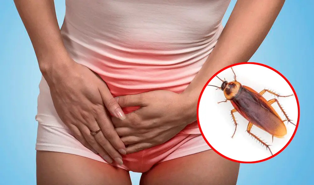 Los doctores se sorprendieron al descubrir una cucaracha en la vagina de la fémina. Foto: composición LR/BBC News Mundo/20Minutos Los doctores se sorprendieron al descubrir una cucaracha en la vagina de la fémina. Foto: composición LR/BBC News Mundo/20Minutos