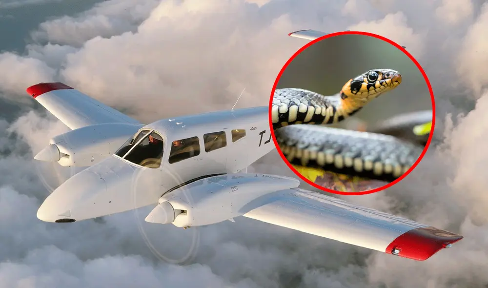 "Había una serpiente debajo de mi asiento en la cabina y necesitaba aterrizar el avión lo antes posible", dijo el piloto. Foto: composición LR / Semana / L3Harris Airline Academy