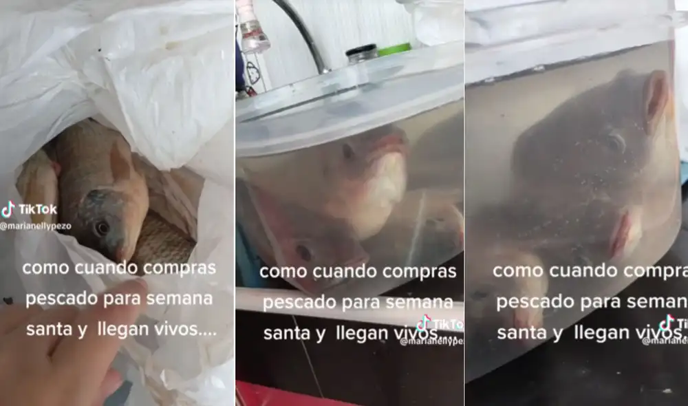 Miles quedaron impactados al ver las imágenes. Foto: composición LR/TikTok Miles quedaron impactados al ver las imágenes. Foto: composición LR/TikTok