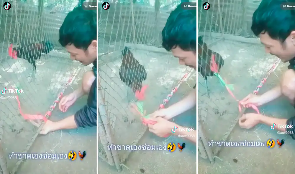 El gallo ayudó a construir su propia jaula. Foto: composición de LR/TikTok/@Aof9958