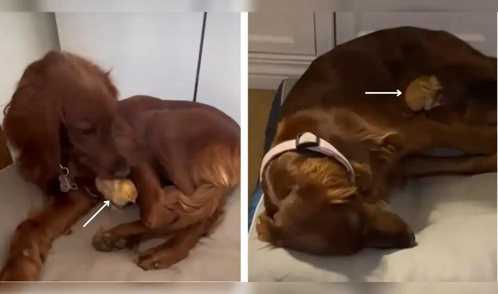 Perrita cuida a pollito como si fuera su propia cría. Foto: composición LR/ captura de TikTok
