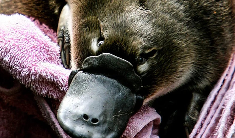 Los ornitorrincos forman parte de un raro orden de mamíferos que ponen huevos. Foto: AFP