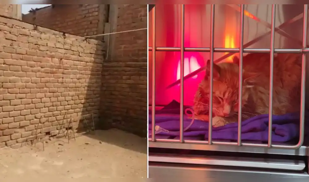 Albergue de Ventanilla denuncia que sujetos quieren envenenar a sus animales rescatados. Foto: Acariciando Huellitas