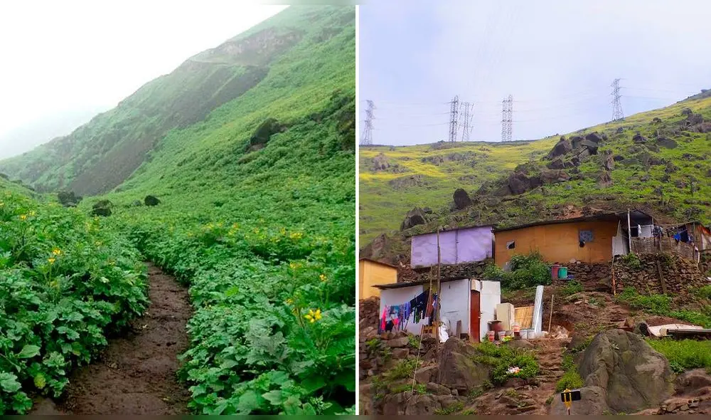 Defensores de lomas solicitaron garantías de protección ante constantes amenazas de traficantes. Foto: composición LR / Ascencio Vásquez / Carlos Soria