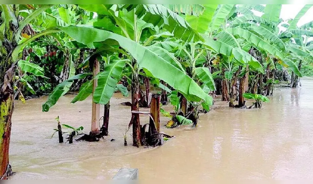 Cultivos de plátanos se afectaron a consecuencia de las lluvias. Foto: diario La Hechicera