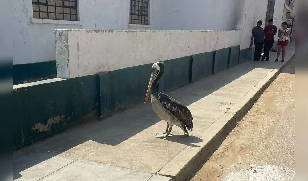 Vecinos solicitaron a las autoridades que tomen las previsiones del caso. Foto: Ozono Televisión