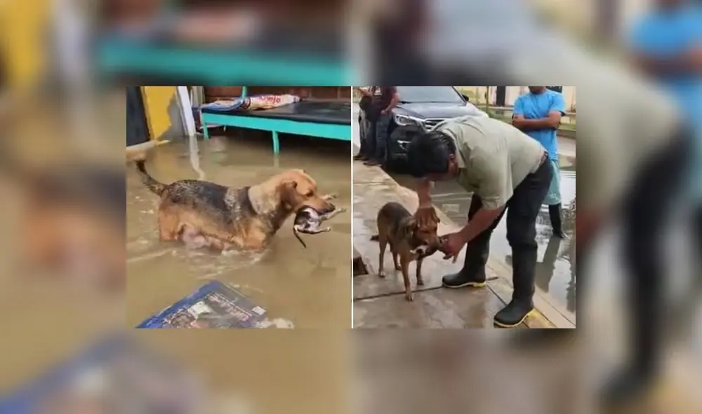 La historia del animal conmueve las redes sociales. Foto: Video: Infored.pe