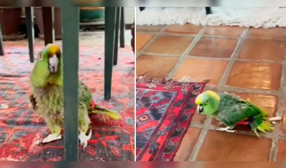 Ave asusta a usuarios por el comportamiento que tiene con su dueña. Foto: composición LR/captura de TikTok Ave asusta a usuarios por el comportamiento que tiene con su dueña. Foto: composición LR/captura de TikTok