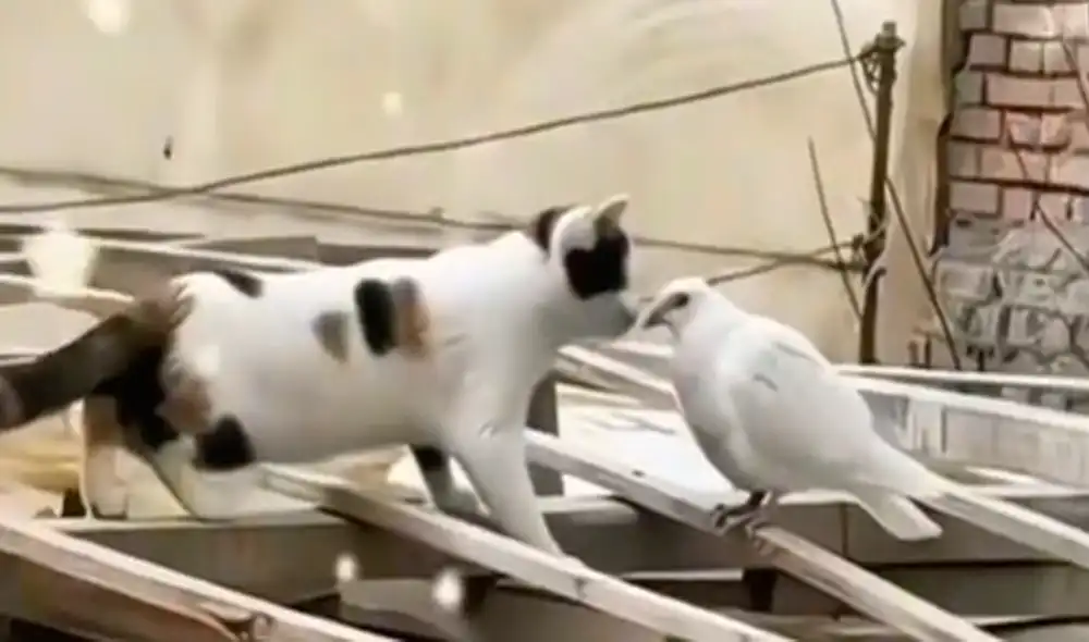 Al parecer, el gato y la paloma se hicieron buenos amigos. Foto: composición LR/captura de TikTok/@Chanterid Al parecer, el gato y la paloma se hicieron buenos amigos. Foto: composición LR/captura de TikTok/@Chanterid