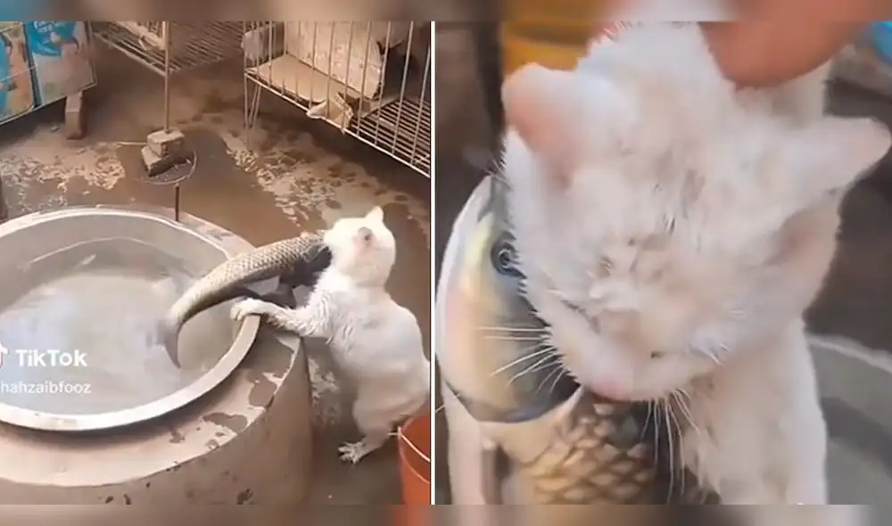 Felino saca a pez de la pecera y no quiere soltarlo. Foto: composición LR/ captura de TikTok