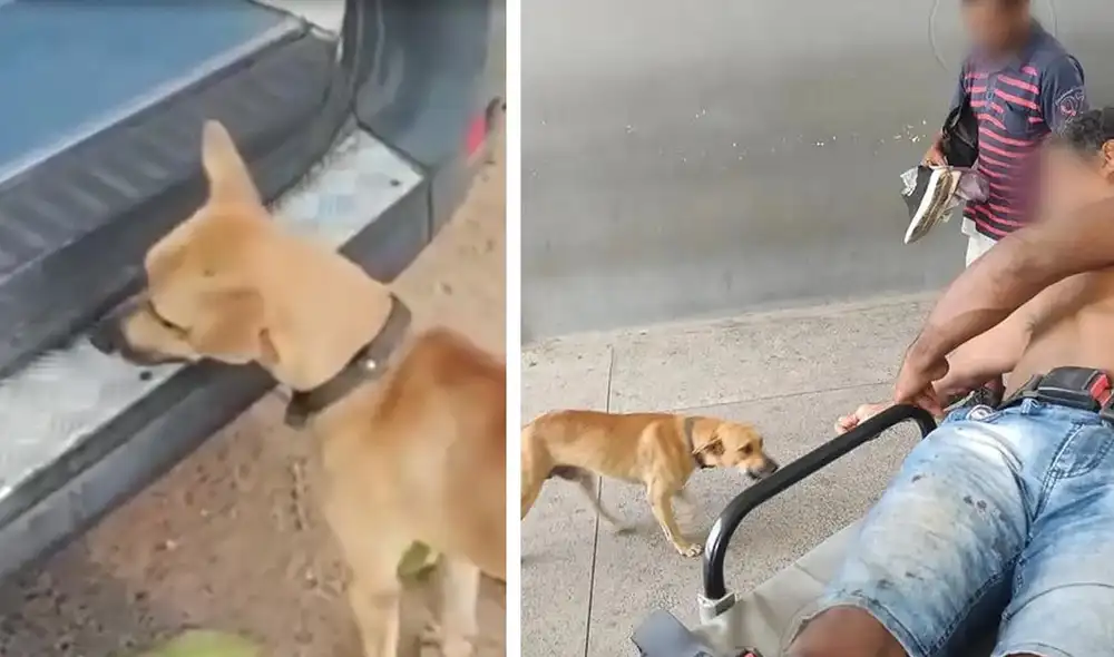La mascota del herido fue grabada por uno de los choferes de la ambulancia. Foto: composición LR/Globo - Video: Globo La mascota del herido fue grabada por uno de los choferes de la ambulancia. Foto: composición LR/Globo - Video: Globo