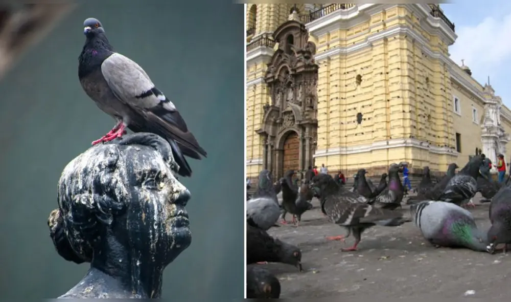 En Lima habitan cuatro tipos de palomas. Foto: composición LR / Gabriel García Barandiarán / viajeros.com En Lima habitan cuatro tipos de palomas. Foto: composición LR / Gabriel García Barandiarán / viajeros.com