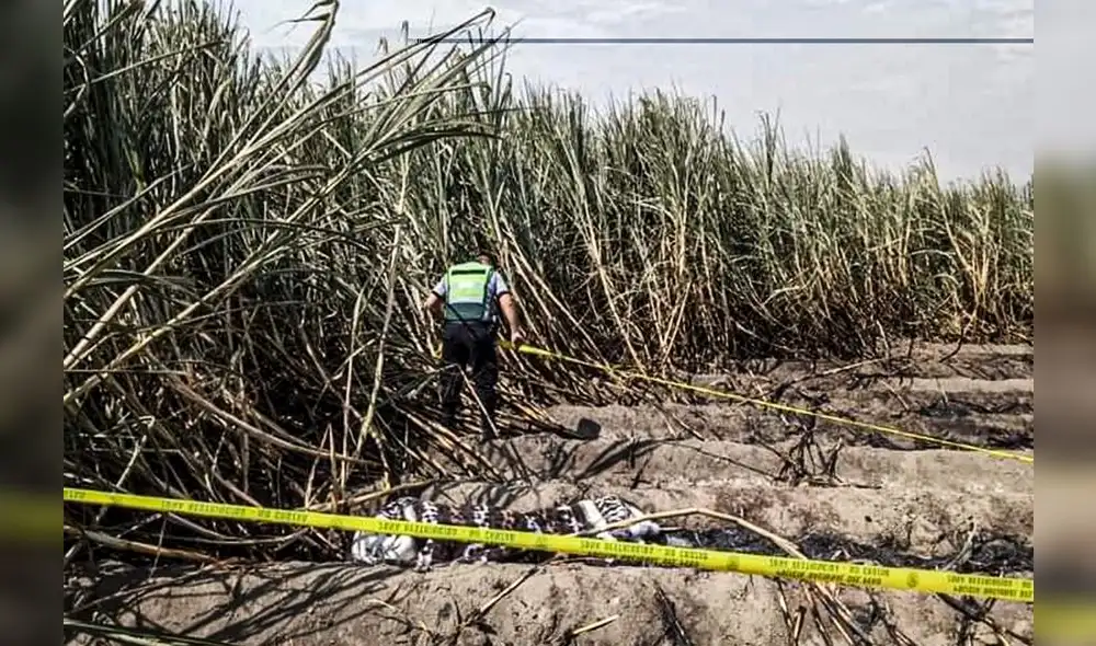 Cuerpo fue hallado en medio de unas plantaciones de cañas de azúcar. Foto: Macronorte