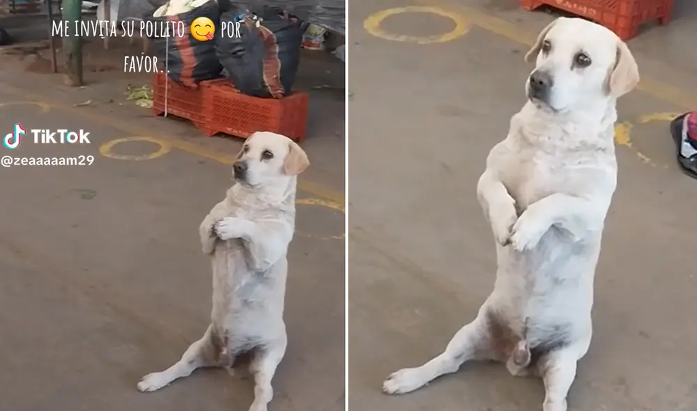 Curioso hecho fue captado en Ayacucho. Foto: composición LR/ captura Zeaaaaam29- TikTok