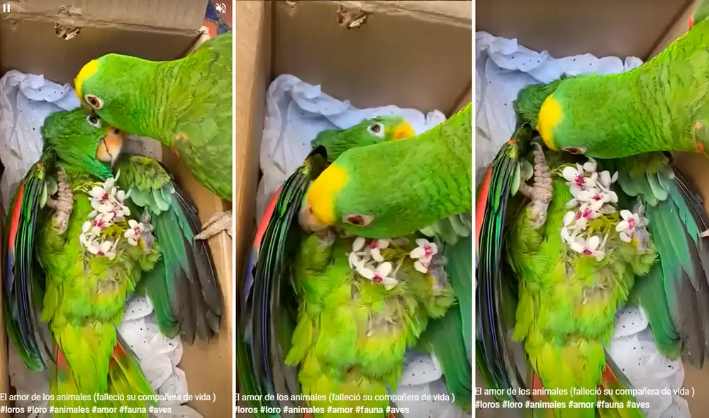 El lorito parecía que se estaba despidiendo de su amiga. Foto: Composición de LR/TikTok/@Victorrosales3539 El lorito parecía que se estaba despidiendo de su amiga. Foto: Composición de LR/TikTok/@Victorrosales3539