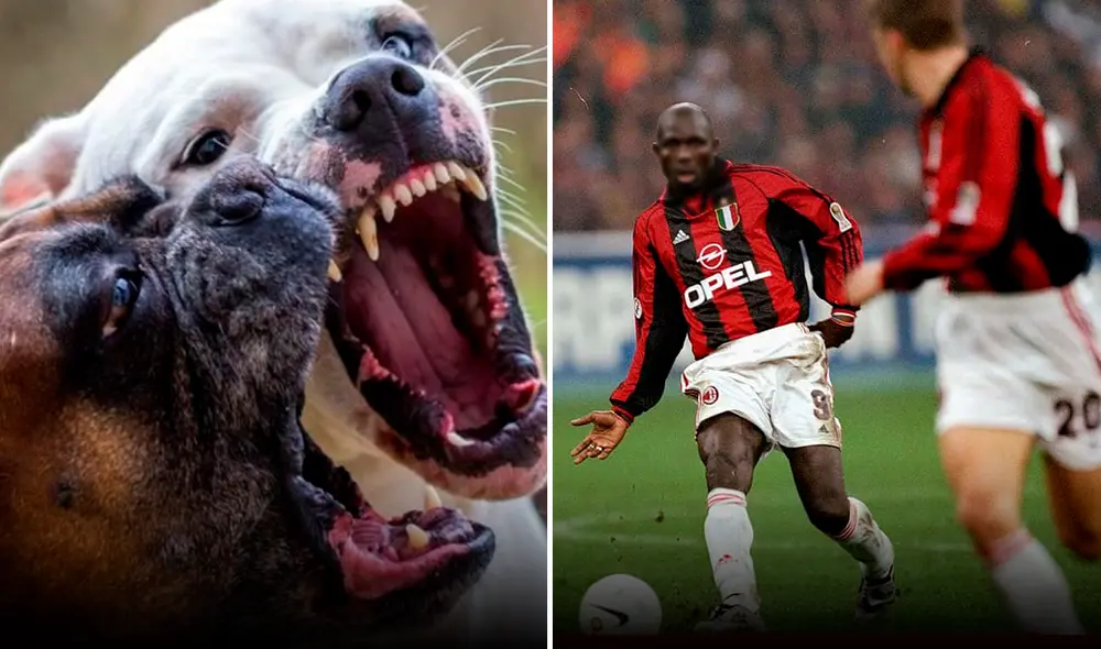 Philemon Mulala falleció trágicamente tras ser atacado por sus perros. Foto: composición LR/AFP/referencial/elbonaerense Philemon Mulala falleció trágicamente tras ser atacado por sus perros. Foto: composición LR/AFP/referencial/elbonaerense