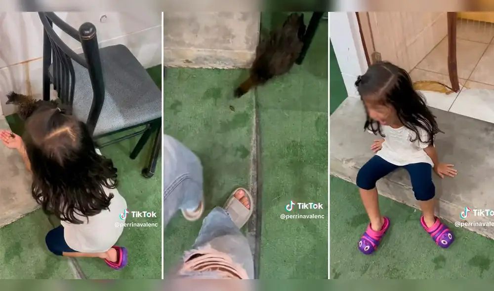 Tía de la niña compartió un video en el que se muestra que el pollo se come al grillo. Foto: composición LR/ captura de TikTok