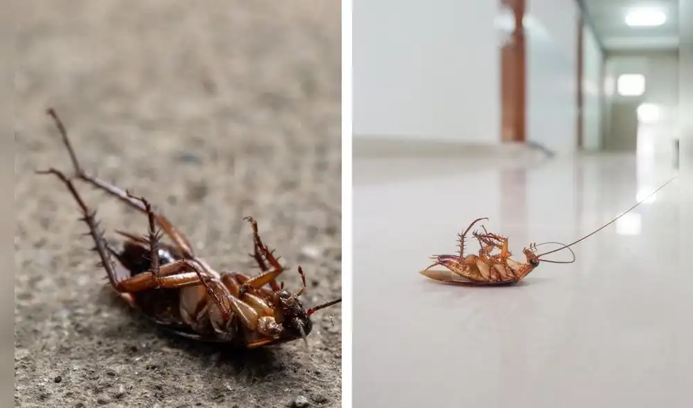 Es muy poco probable que estos insectos en su ambiente natural mueran a causa de su edad. Foto: composición LR/Todo Plagas/El Nuevo Día