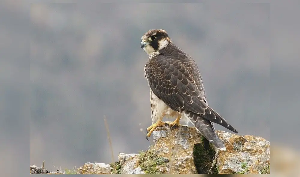 El halcón fue hallado en la cocina de la vivienda. Foto: Serenazgo de Cajamarca